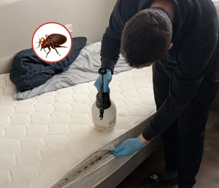 Technicien traitant un matelas contre les punaises de lit à Verrières-le-Buisson